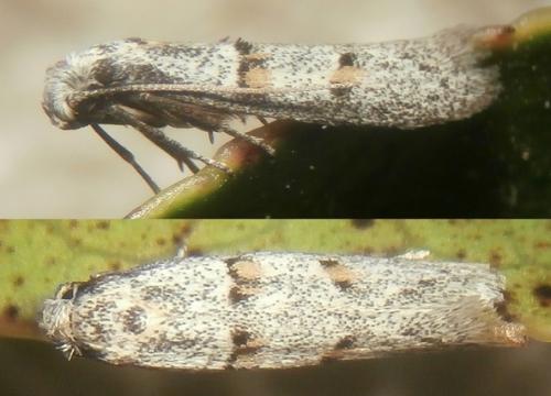 Symmocoides oxybiella